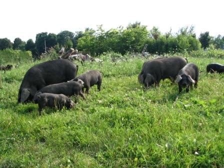 grazing pigs - compressed